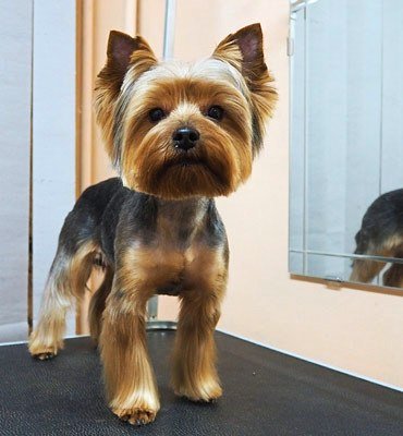 ЗооСалон Москва | Йорк - стрижка