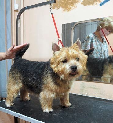 ЗооСалон Москва | Норвич-терьер - стриппинг терьеров