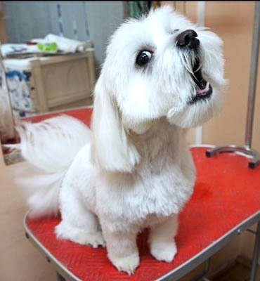 ЗооСалон Москва | Мальтезе - стрижка