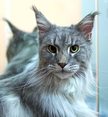 ЗооСалон Москва | Мейн-кун - вычесывание