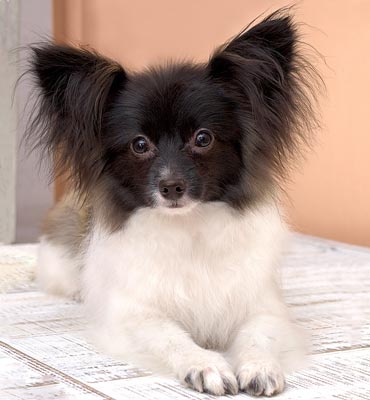 ЗооСалон Москва | Папильон - первый груминг