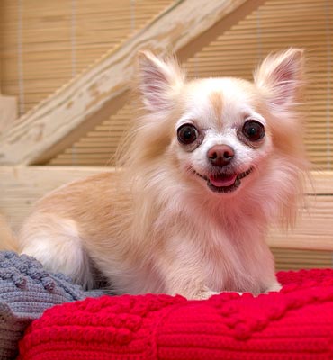 ЗооСалон Москва | Чихуахуа - чистка зубов