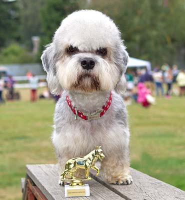 ЗооСалон Москва | Выставочный тримминг терьеров