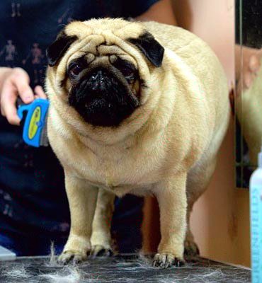 ЗооСалон Москва |  Мопс - экспресс-линька