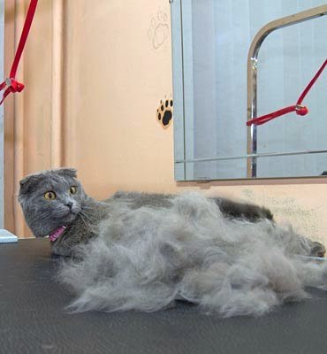 ЗооСалон Москва | Вычесывание кошек