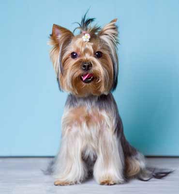 ЗооСалон Москва | Йорк - гигиенический комплекс