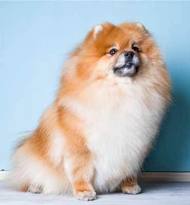 ЗооСалон Москва | Шпиц - Вычесывание