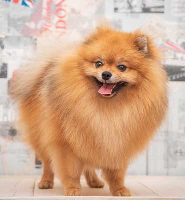 ЗооСалон Москва | Шпиц - Комплекс Люкс