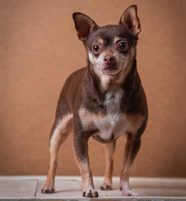 ЗооСалон Москва | Той-терьер - Комплекс Люкс